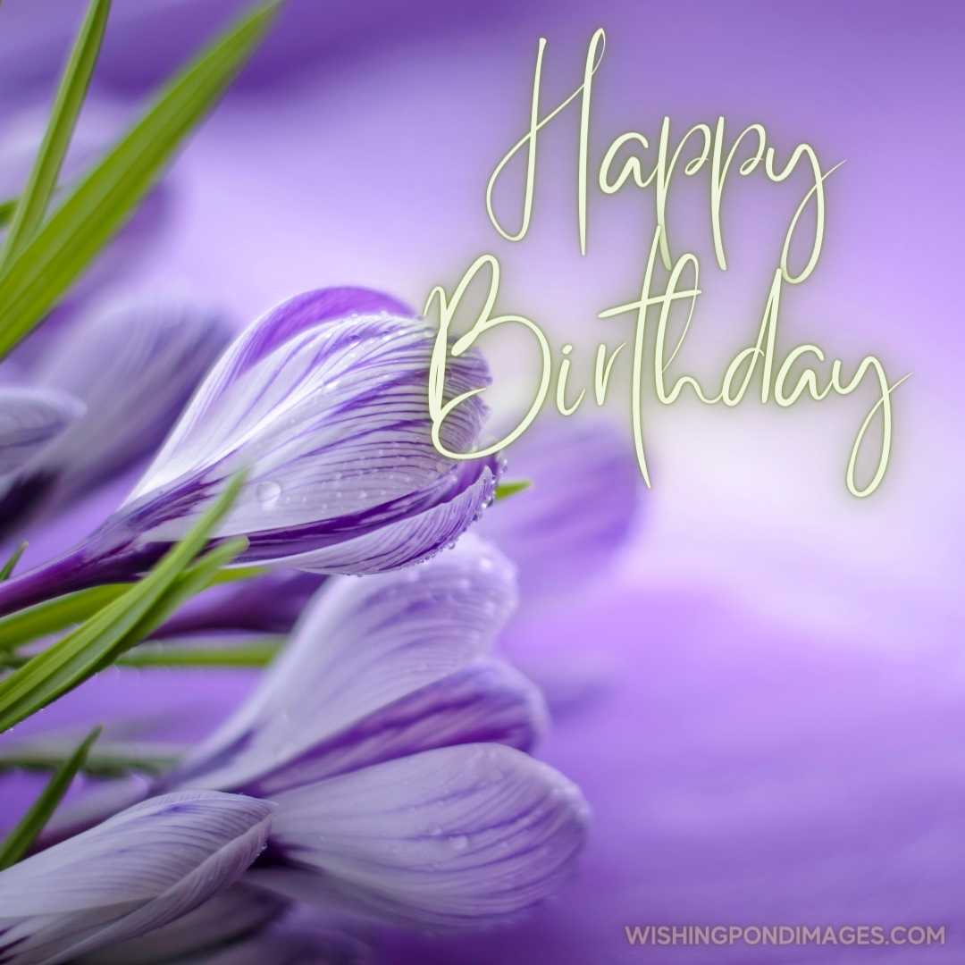 A beautiful image of purple crocus flowers on light purple background. Happy Birthday Purple Flower 